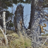 LaSaga (1) Img #2  Scouting Around