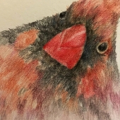 Lazo-Flores (1) Img #1  The Lady Cardinal