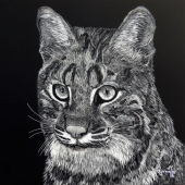 Lee-D (2) Img #2  Ruckus