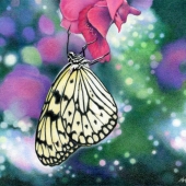 Matuschka (1) Img #1 Nectar