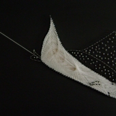 Mercera (1) Img #1 Spotted Eagle Ray Fish
