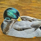 Mohile (3) Img #1  Resting - Do Not Disturb