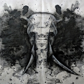 Nguyen (1) Img #1  Elephant in the Room