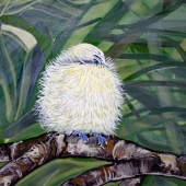 Pohli  (1) Img #1  First Day Fledgling