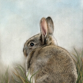 Reif (1) Img #3  Cottontail
