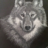 Schomburg (1) Img #2  Wolf