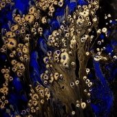 Seghetta (1) Img #2  Blue Peacock