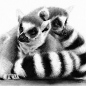 Serstinskaja (1) Img #1  Lemurs