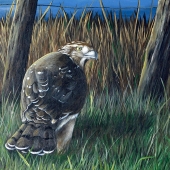 St.Pierre (1) Img #1  Harrior Shadow