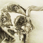 Szkolnik (1) Img #3  Dog Drinking