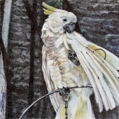 Tomasowa (1) Img #2  The Pet Yellow Crested Cockatoo Grooming Herself