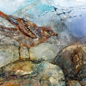 SR - Katherine	Weber - "Gull on Rocks"
