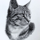 10th Place - Paint - Curran (1) Img #1  Observation