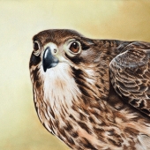 5th Place - Painting - Nicola Reif - "Huntress"