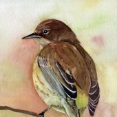 HM - Paint - Cima (1) Img #2  Warbler