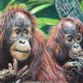 HM - Paint - Tomasowa (1) Img #1  The Feeding of the Young Orangutans