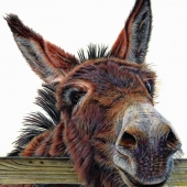 HM - Paint - Watkins (1) Img #3  Hee Haw 2