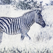 Abou-Zolof (1) Img #1 Lone Zebra