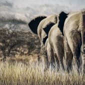 Abou-Zolof (1) Img #4  Elephant Family