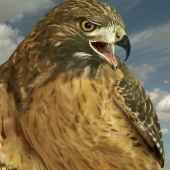 Red-TailedHawk