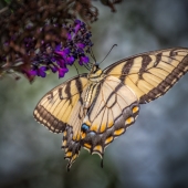 Barrera (1) Img #2  The End of Summer