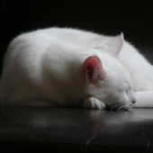 Bender (3) Img #1  Repose