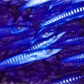 Bonham (DB Jr) Tarpon Run