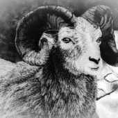 Boyd (1) Img #1  Snow King