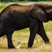 Boze (1) Img #1  Friends on a Stroll