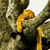 Boze (1) Img #4  Out on a Limb