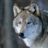 Brady (1) Img #1  Gray Wolf