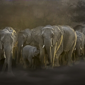 Brunton (1) Img #2  Dusk and Tusks