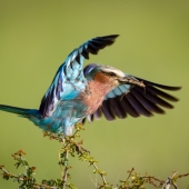 Lilac-breasted roller lands on branch carrying grasshopper