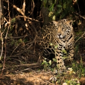 Jaguar prowling through forest in dappled sunlight