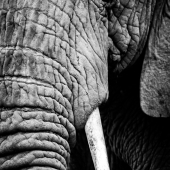 Mono close-up of half African elephant head