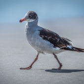 Juvenile dolphin gull walks on sandy beach