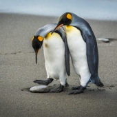 King penguin stepping over rock with another