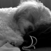 Fiarito (3) Img #1 Oliver