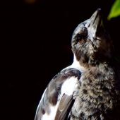 Goodwin (1) Img #3  Young Noble and Free