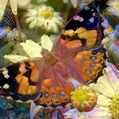 Goodwin (1) Img #5 Monarch of the Garden