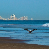 Grotz (3) Img #2  Wings Up