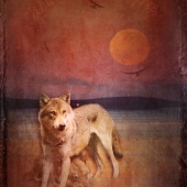 Harwood (1) Img #5  Wild and Free