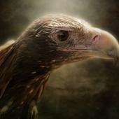 Haysom (1) Img #5  Wedge Tailed Eagle