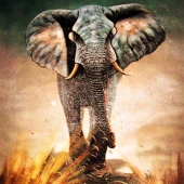 Asian Elephant