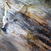 Lukas (1) Img #1  Wolf