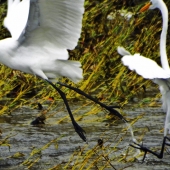 McCartan Bruemmer (2) Img #2  Flight