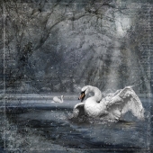 Mierau-Klein (1) Img #5  Winter Swan