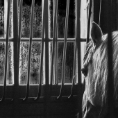 Montgomery (1) Img #2 Keeping Watch