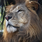 Ridenour (1) Img #1 Lion in Naples Zoo