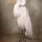 Russell (1) Img #1  Egret in All Its Glory